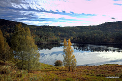 Autumn in Glen Affric - HDR