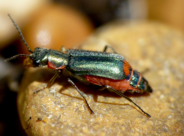 Malachite Beetle