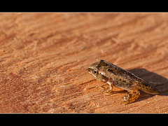 Lucky's Pond: Patience, Grasshopper!