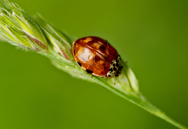 Cream Streaked Ladybird