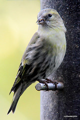 Siskins having breakfast 5109547939 o