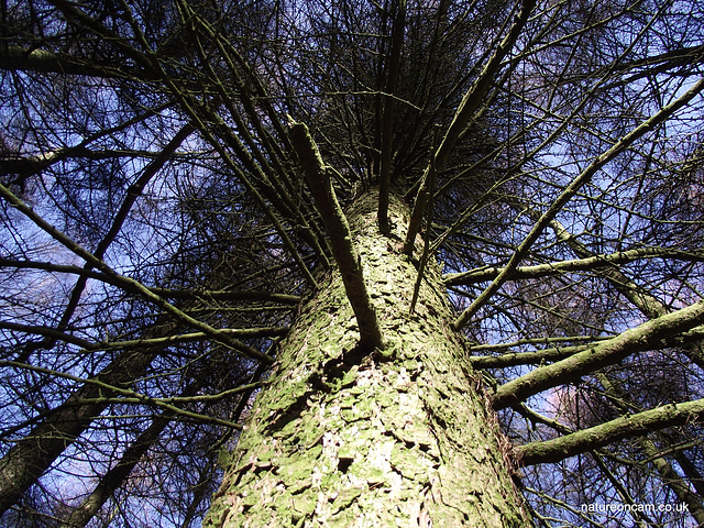 Looking up