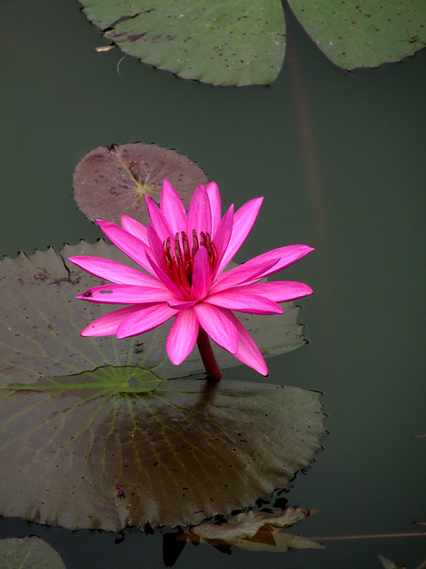 Water Lily