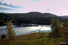 Autumn in Glen Affric - HDR