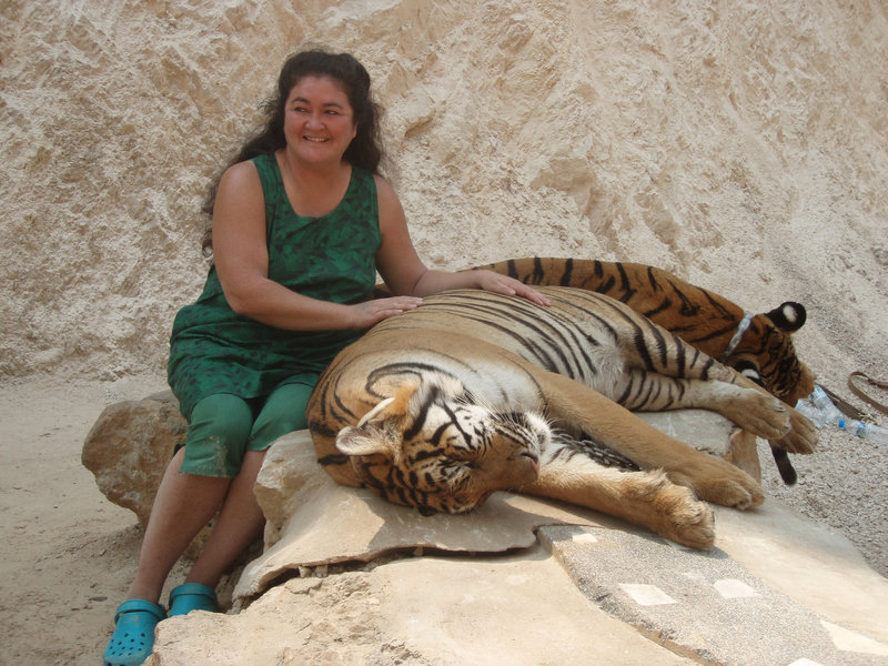 tiger patting