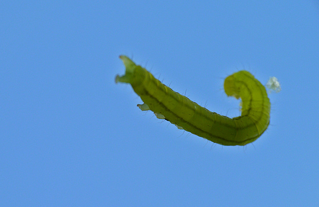 Matrix Caterpillar