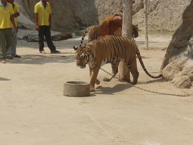 grumpy tiger