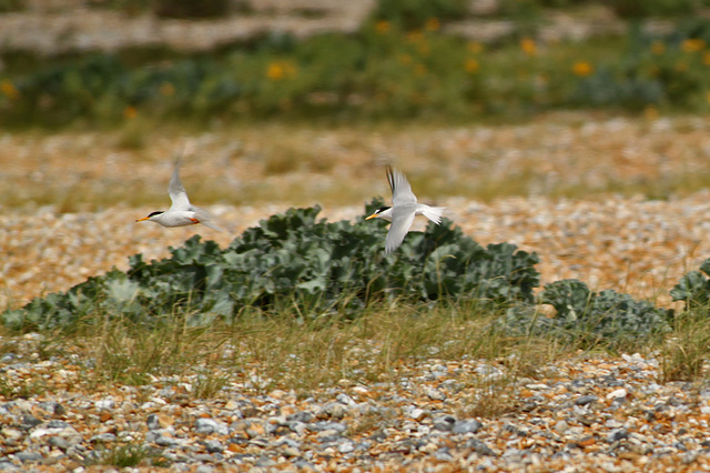 Little Terns in Flight