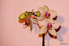 Phalaenopsis in flower