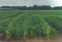 Irrigated Seed Corn