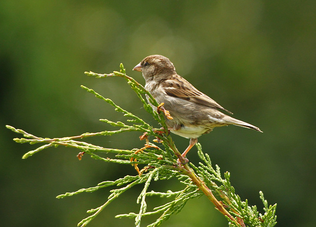 Juvenille House Sparrow