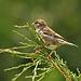 Juvenille House Sparrow