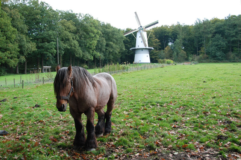 A visit to the Open Air Museum (Heritage Park): happy horse and a windmill