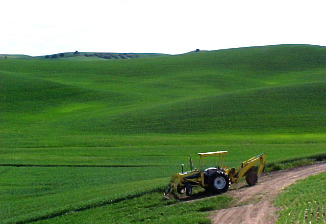 Wheat on the Palouse