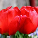 This morning in the garden...