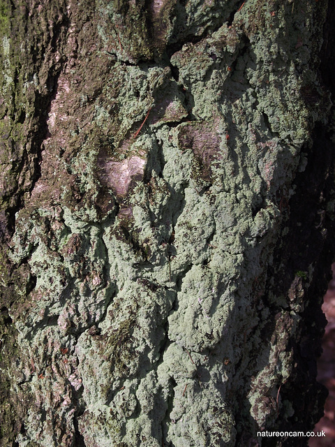 Bark