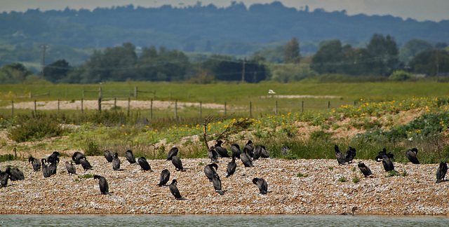 Cormorant Island