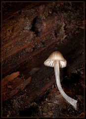 Glowing Mushroom