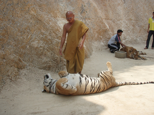 head monk and his favourite tiger