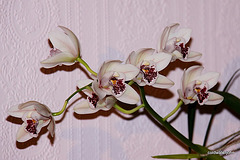 Dendrobium in flower