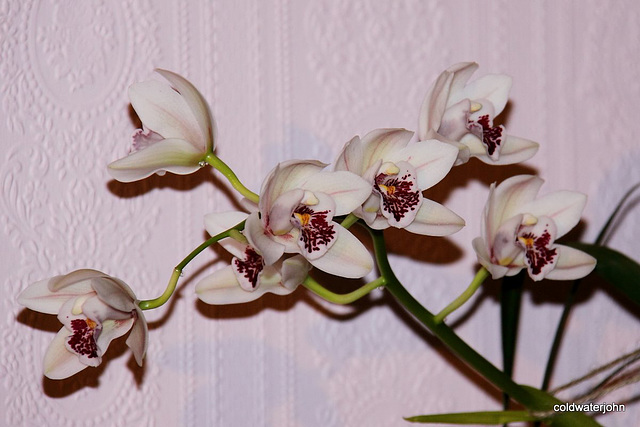 Dendrobium in flower