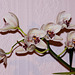 Dendrobium in flower