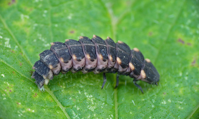 Glow Worm Larva @ Saxon