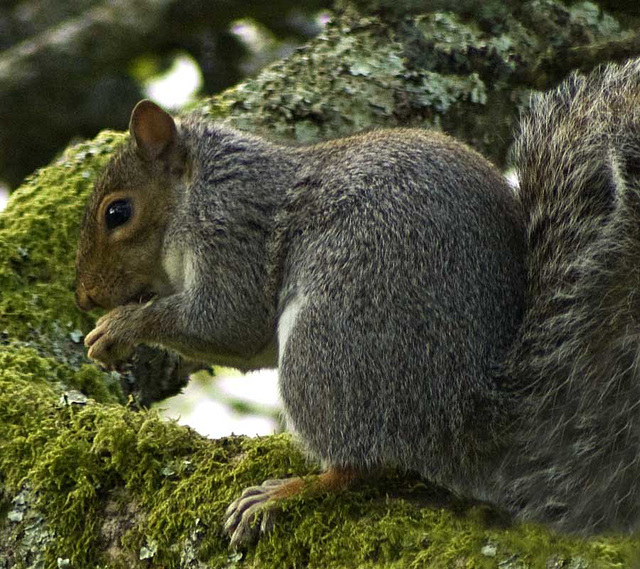 Squirrel in tree