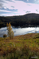 Autumn in Glen Affric - HDR