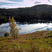 Autumn in Glen Affric - HDR