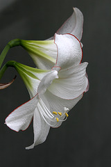 Picotee Amaryllis