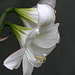 Picotee Amaryllis