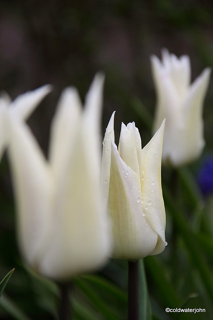 April Garden