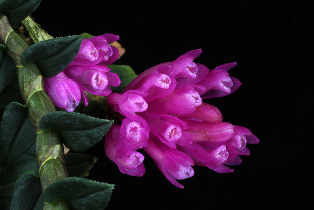 Dendrobium limpidum