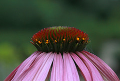 Echinacea