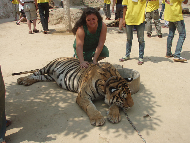 tiger patting