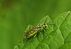 Green Sawfly