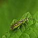 Green Sawfly