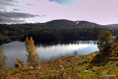 Autumn in Glen Affric - HDR