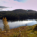 Autumn in Glen Affric - HDR