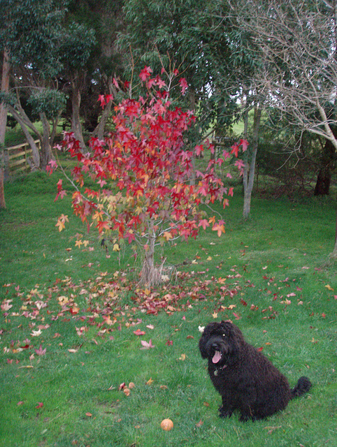 Fonzie under red leaves