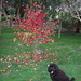 Fonzie under red leaves