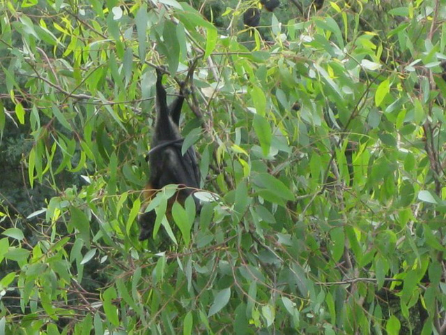 bat close up at Yarra Bend