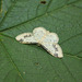 Treble Brown Spot Moth