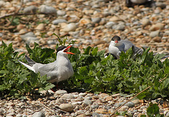 Common Terns Singing