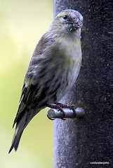 Siskins having breakfast 5109548679 o