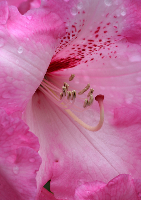 Rhododendron