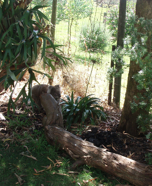 koala at Sandy Point