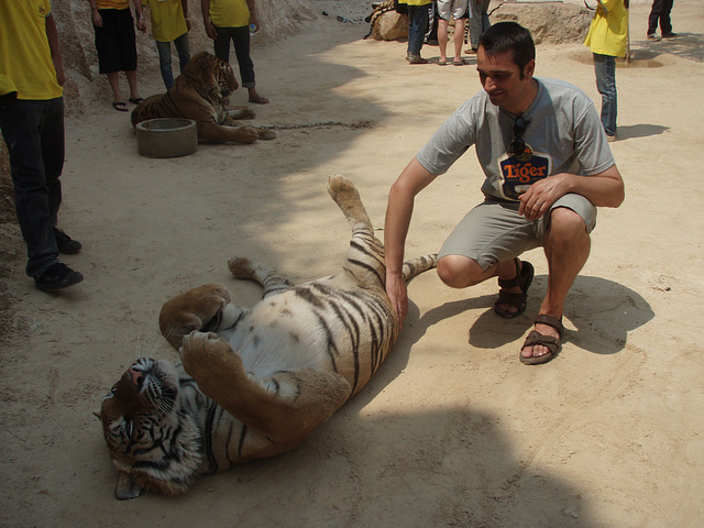 tiger belly rub!