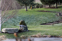 Grey Heron in flight 5395429809 o